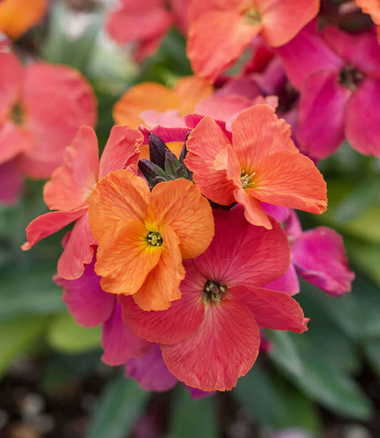 Erysimum - Winter Orchid Annie's Annuals Annie's Annuals and Perennials
