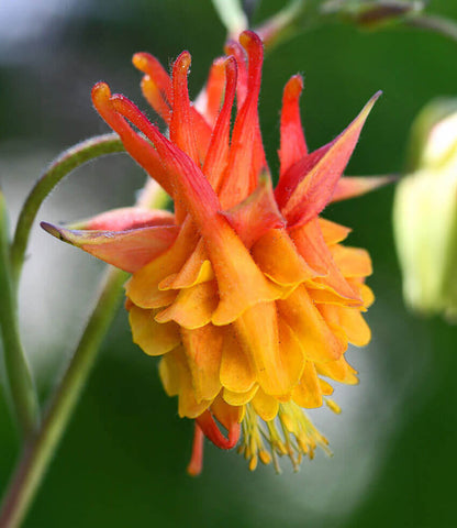Aquilegia chrysantha - Flore Pleno Annie's Annuals Annie's Annuals and Perennials