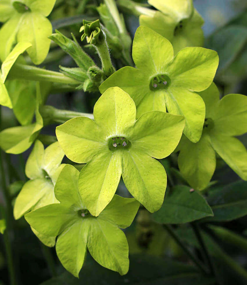 Nicotiana alata - Lime Green Annie's Annuals Annie's Annuals and Perennials