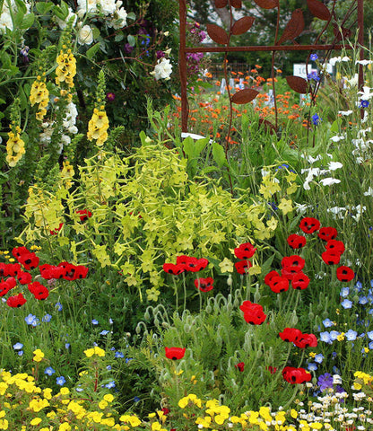 Nicotiana alata - Lime Green Annie's Annuals Annie's Annuals and Perennials