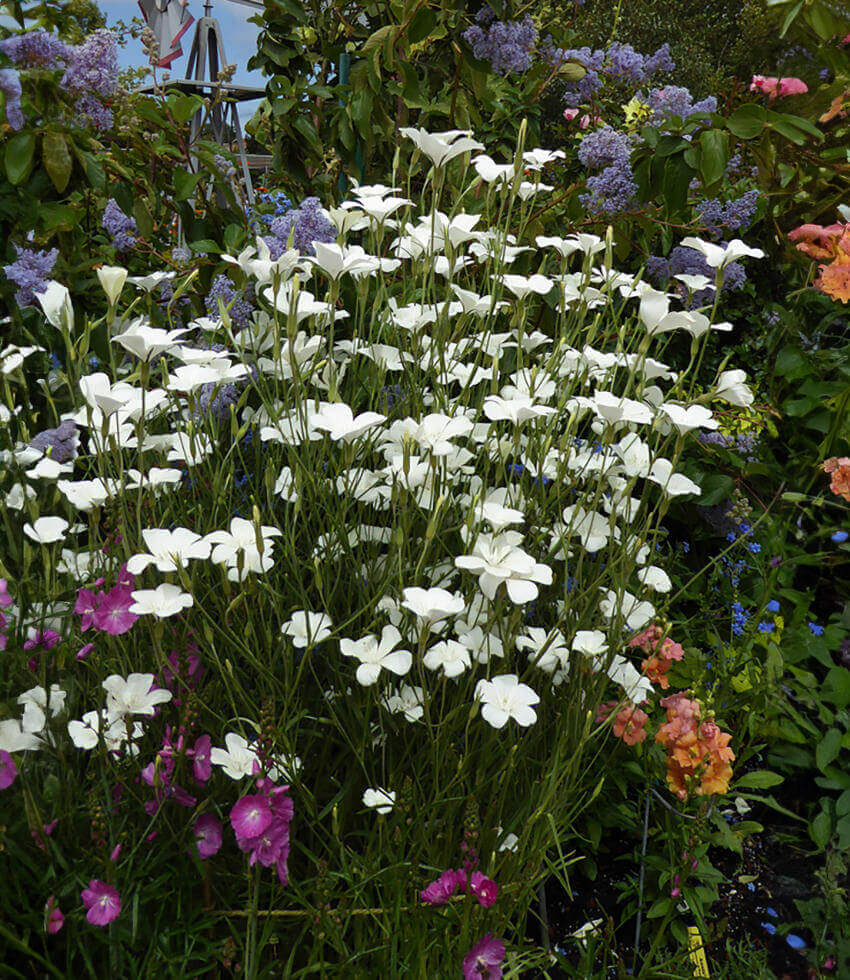 Agrostemma - Ocean Pearls Annie's Annuals Annie's Annuals and Perennials