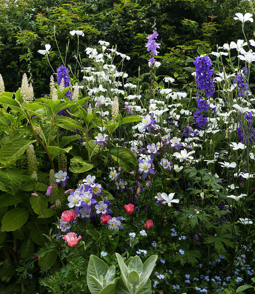 Agrostemma - Ocean Pearls Annie's Annuals Annie's Annuals and Perennials