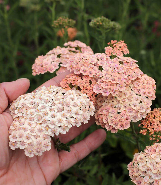 Achillea millefolium - Cameo Annie's Annuals Annie's Annuals and Perennials