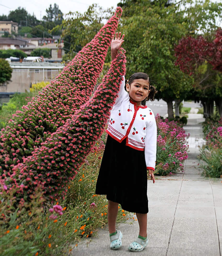 Echium Wildpretii Annie's Annuals Annie's Annuals and Perennials