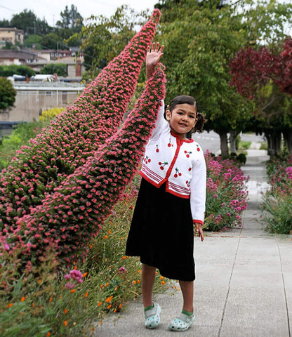 Echium Wildpretii Annie's Annuals Annie's Annuals and Perennials
