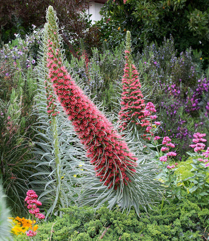 Echium Wildpretii Annie's Annuals Annie's Annuals and Perennials