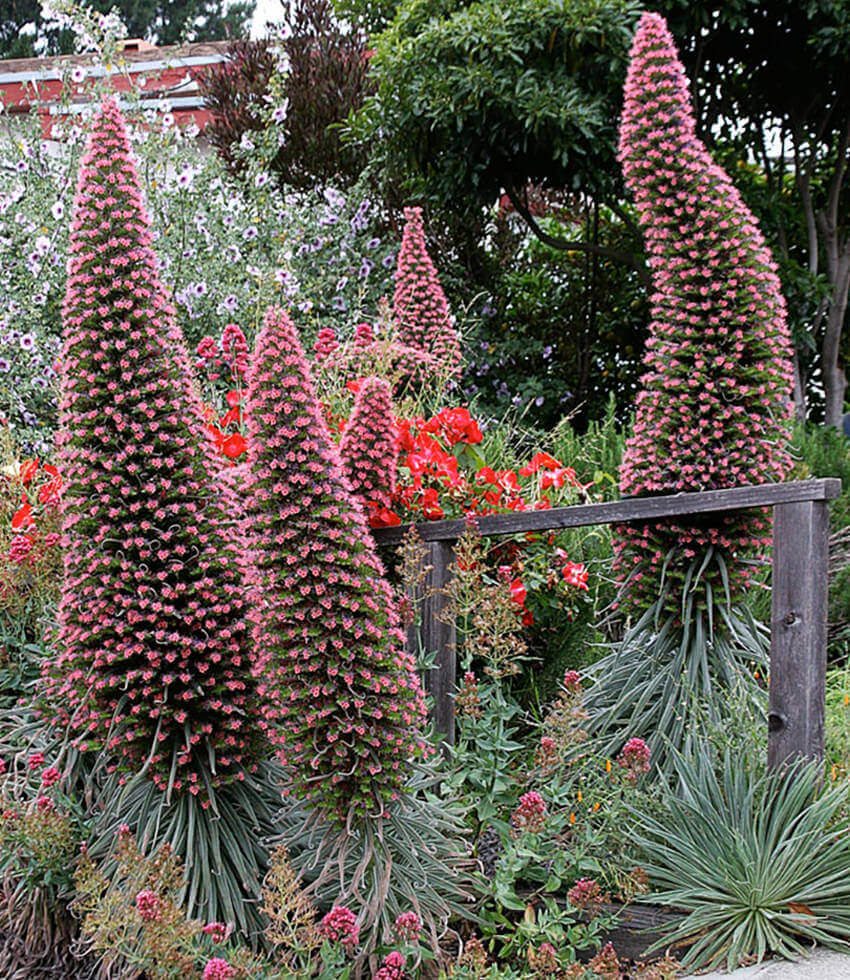 Echium Wildpretii Annie's Annuals Annie's Annuals and Perennials