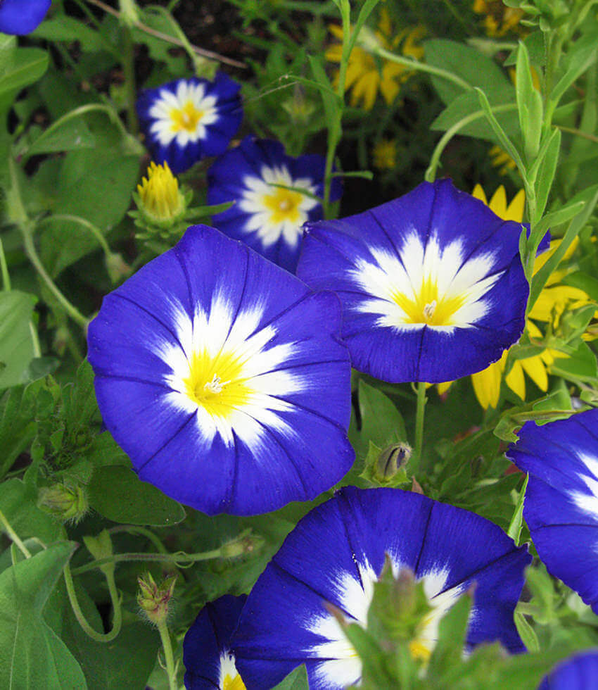 Convolvulus tricolor - Blue Ensign Annie's Annuals Annie's Annuals and Perennials