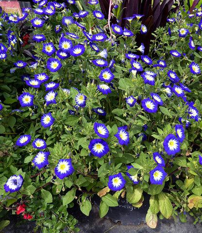 Convolvulus tricolor - Blue Ensign Annie's Annuals Annie's Annuals and Perennials