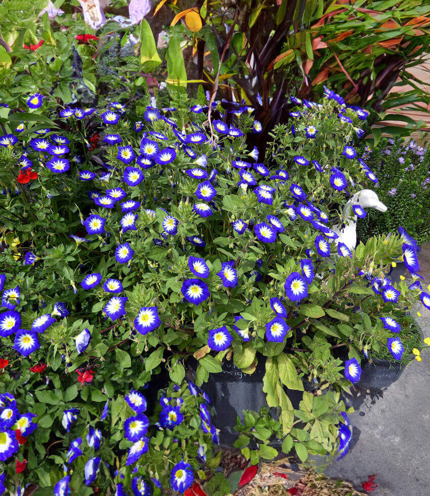 Convolvulus tricolor - Blue Ensign Annie's Annuals Annie's Annuals and Perennials