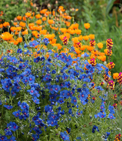 Anagallis Monellii Annie's Annuals Annie's Annuals and Perennials