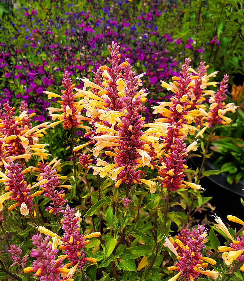 Agastache - Peachie Keen Annie's Annuals Annie's Annuals and Perennials