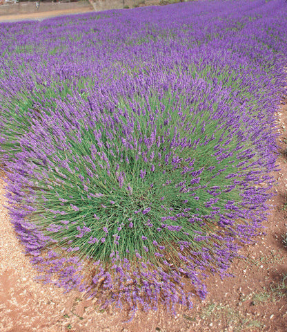 is lavender plants perennials Lavandula x intermedia