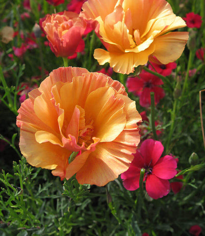 Eschscholzia Californica - Apricot Chiffon Annie's Annuals Annie's Annuals and Perennials