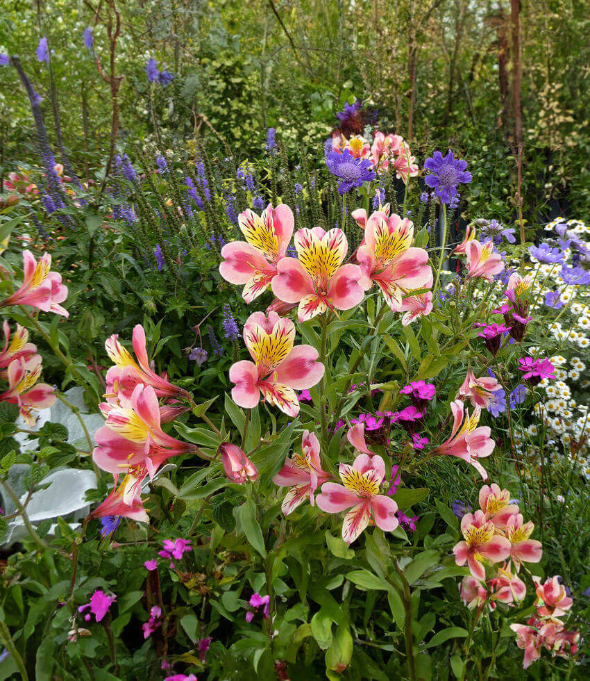 Alstroemeria - Tricolor Annie's Annuals Annie's Annuals and Perennials