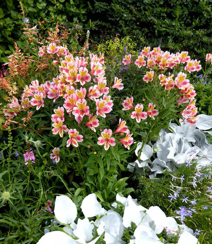 Alstroemeria - Tricolor Annie's Annuals Annie's Annuals and Perennials