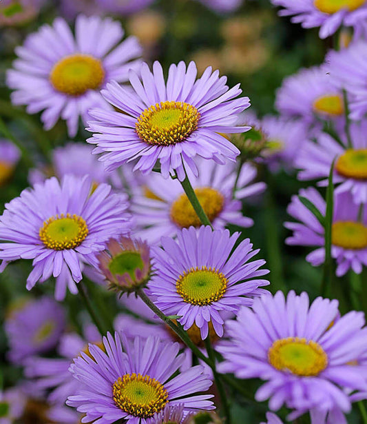 Erigeron Glaucus - Wayne Roderick Annie's Annuals Annie's Annuals and Perennials
