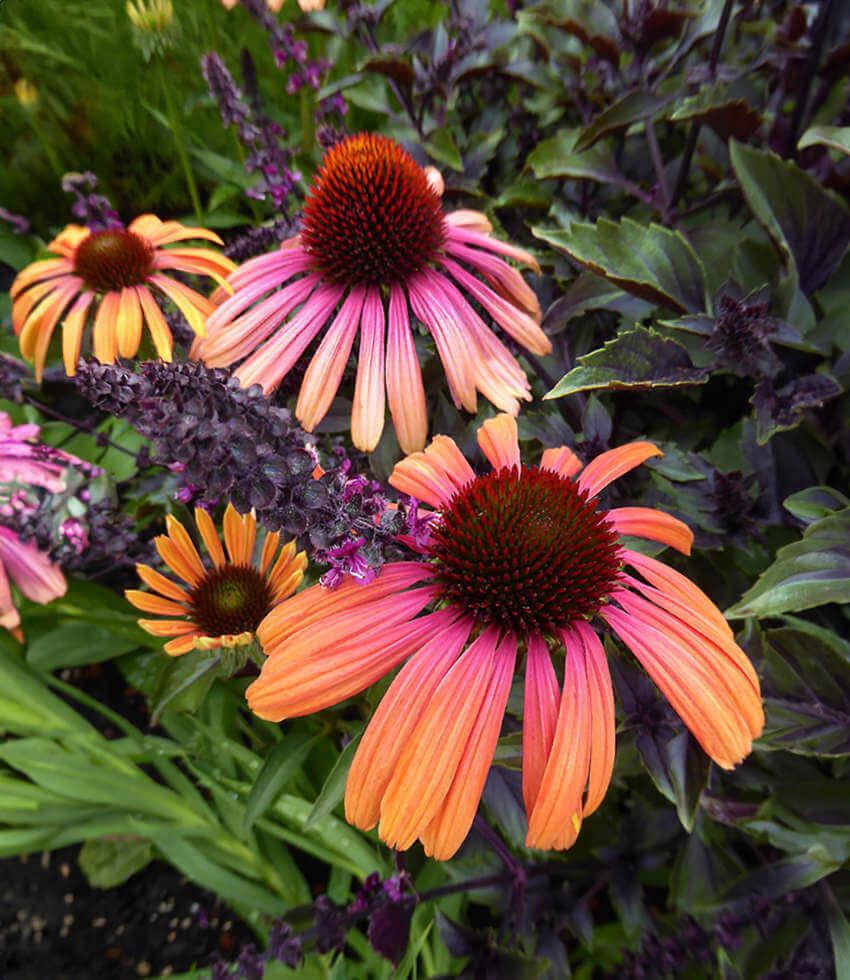 Echinacea - Rainbow Marcella Annie's Annuals Annie's Annuals and Perennials