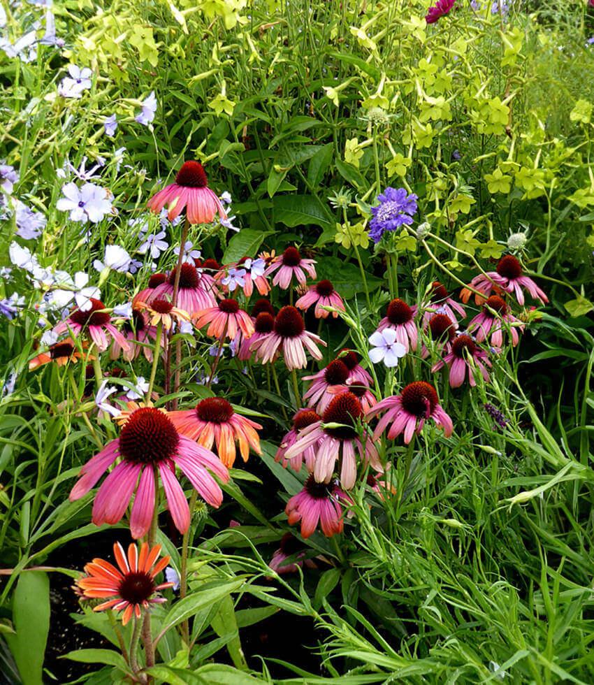 Echinacea - Rainbow Marcella Annie's Annuals Annie's Annuals and Perennials