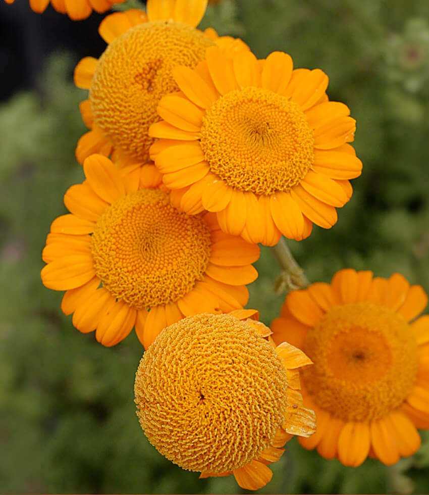 Anthemis sancti-johannis Annie's Annuals Annie's Annuals and Perennials