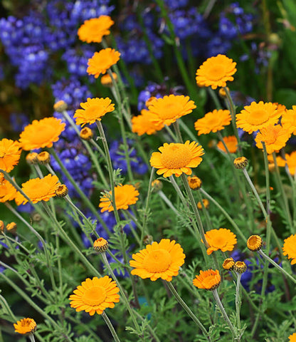 Anthemis sancti-johannis Annie's Annuals Annie's Annuals and Perennials