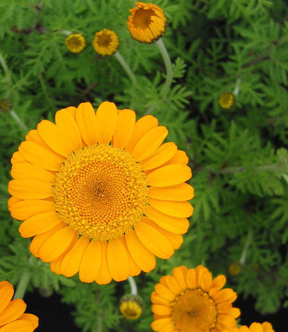 Anthemis sancti-johannis Annie's Annuals Annie's Annuals and Perennials