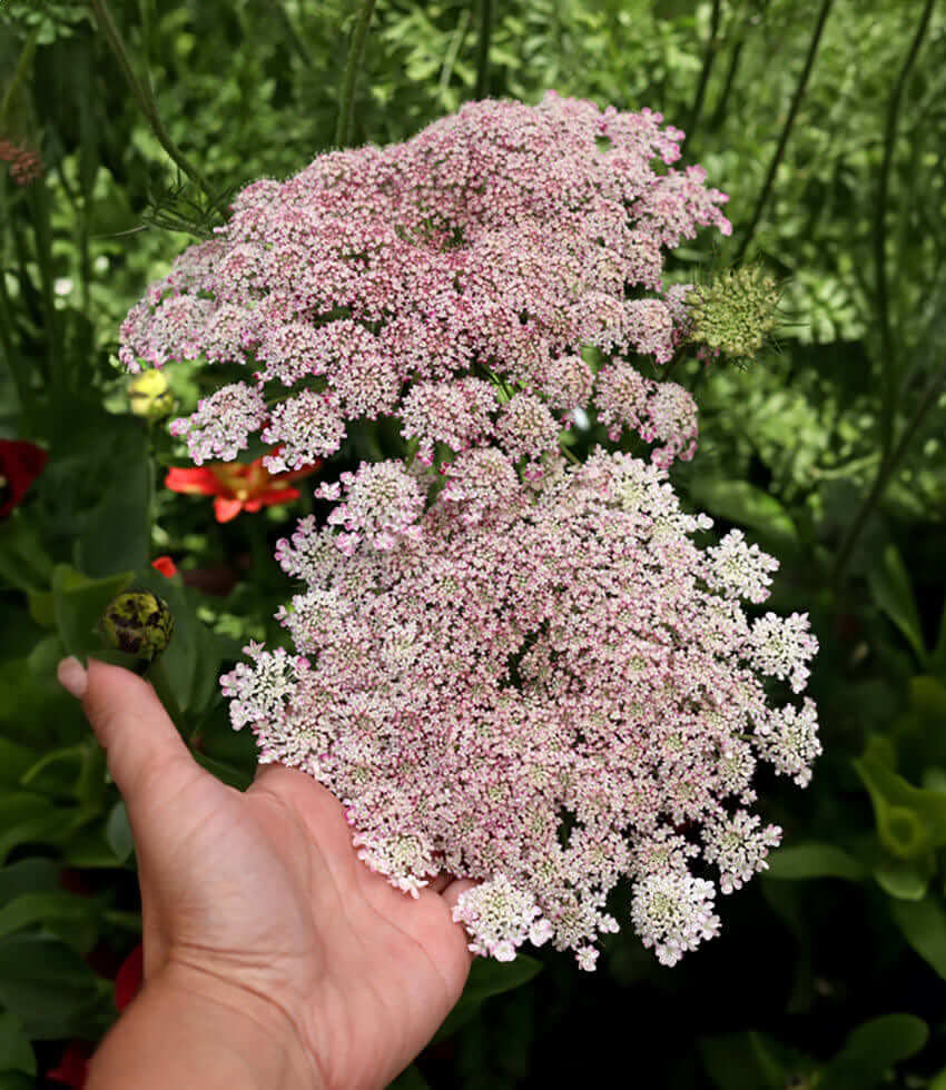 Daucus carota - Dara Annie's Annuals Annie's Annuals and Perennials