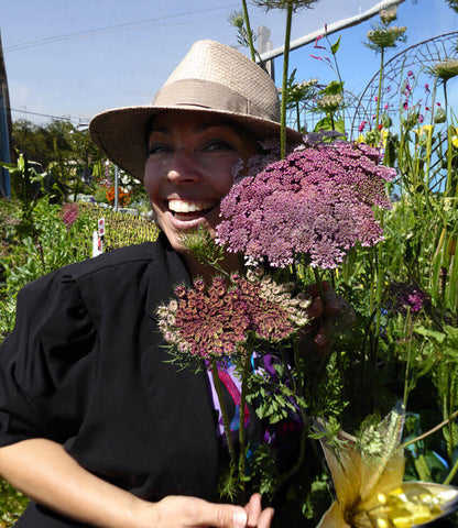 Daucus carota - Dara Annie's Annuals Annie's Annuals and Perennials