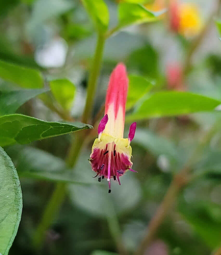 Cuphea - Hummingbird's Lunch Annie's Annuals Annie's Annuals and Perennials