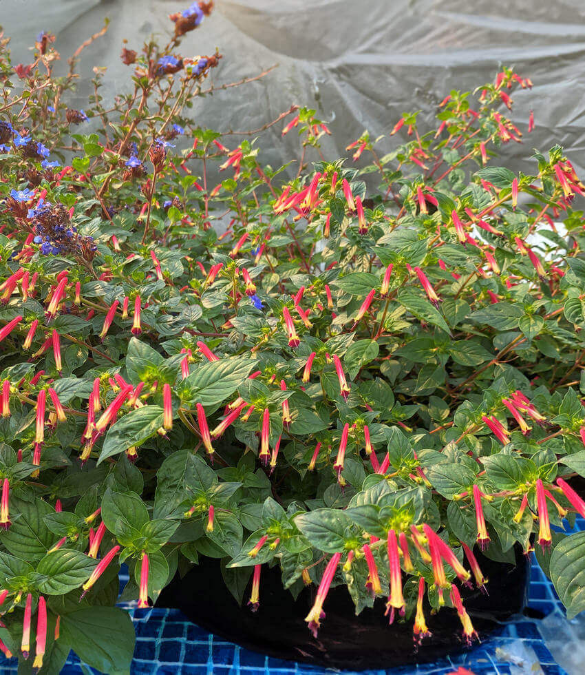Cuphea - Hummingbird's Lunch Annie's Annuals Annie's Annuals and Perennials