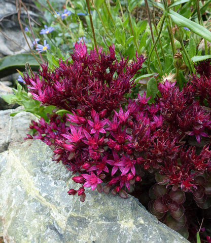 Sedum spurium - Voodoo Annie's Annuals Annie's Annuals and Perennials