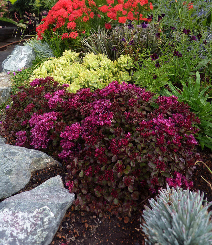 Sedum spurium - Voodoo Annie's Annuals Annie's Annuals and Perennials