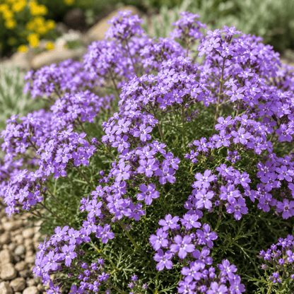 Verbena lilacina 'De La Mina' | Cedros Island Verbena | Annie's Annuals Annie's Annuals Annie's Annuals and Perennials