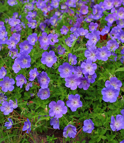 Geranium - Rozanne Annie's Annuals Annie's Annuals and Perennials