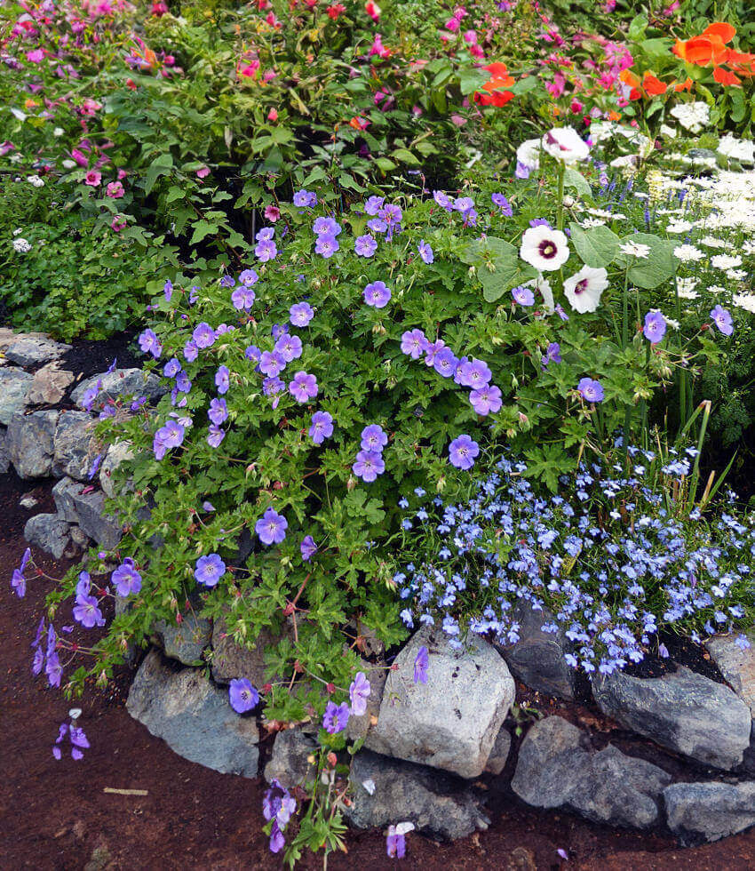 Geranium - Rozanne Annie's Annuals Annie's Annuals and Perennials