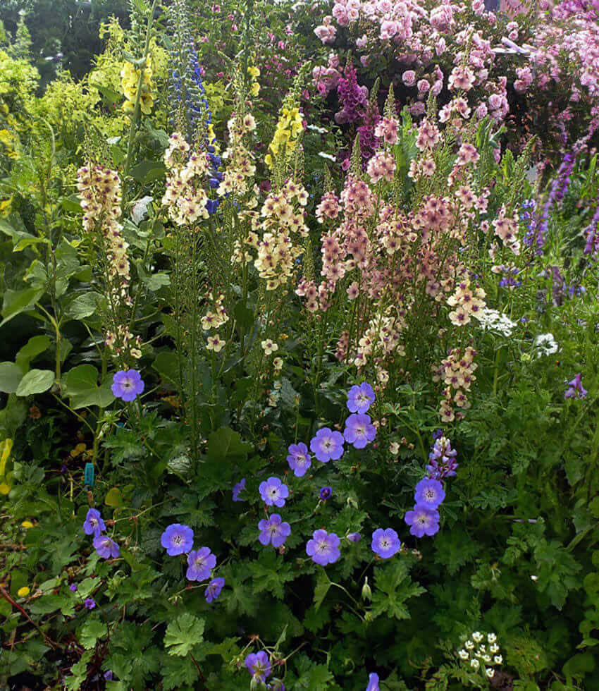 Geranium - Rozanne Annie's Annuals Annie's Annuals and Perennials