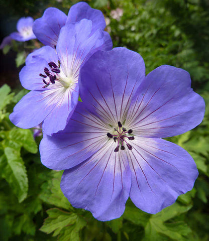 Geranium - Rozanne Annie's Annuals Annie's Annuals and Perennials