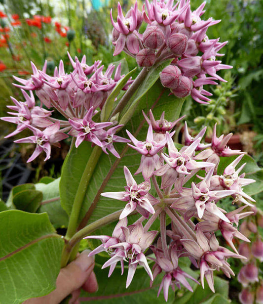 Asclepias speciosa Annie's Annuals Annie's Annuals and Perennials