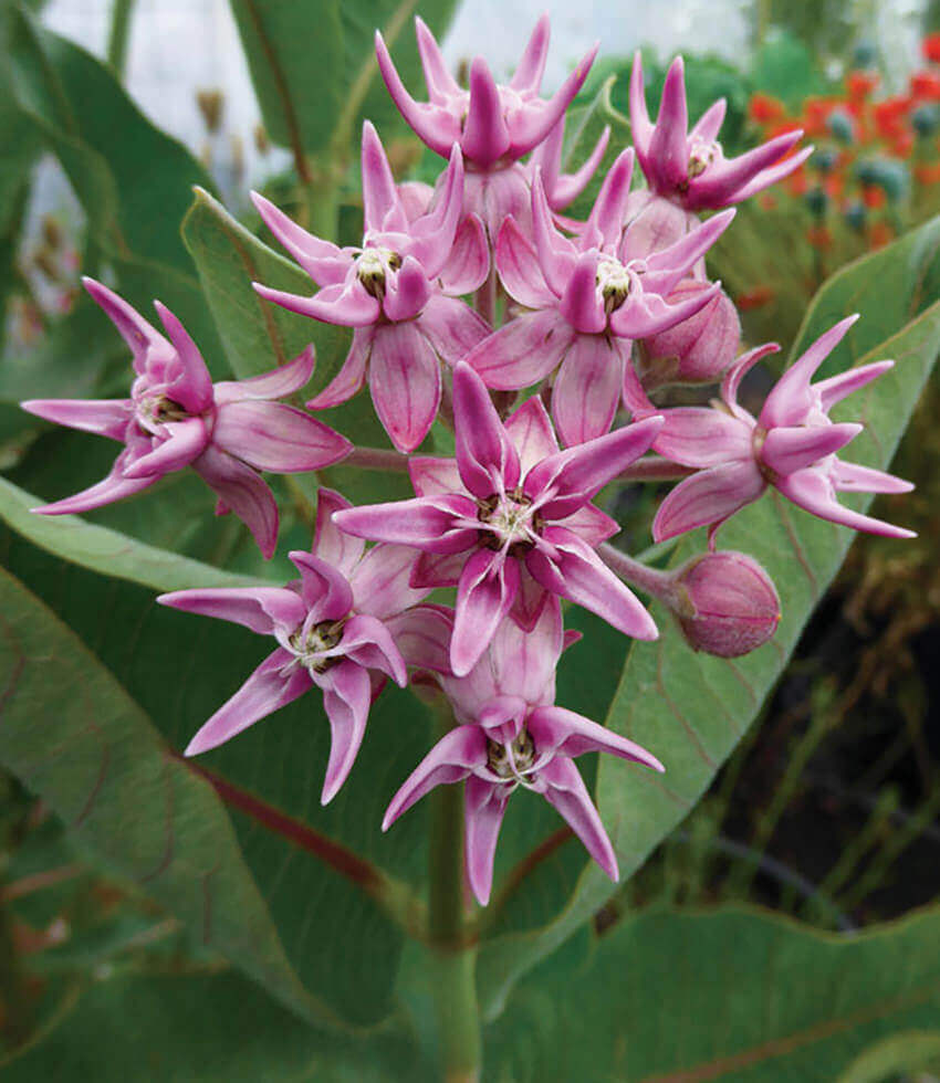 Asclepias speciosa Annie's Annuals Annie's Annuals and Perennials