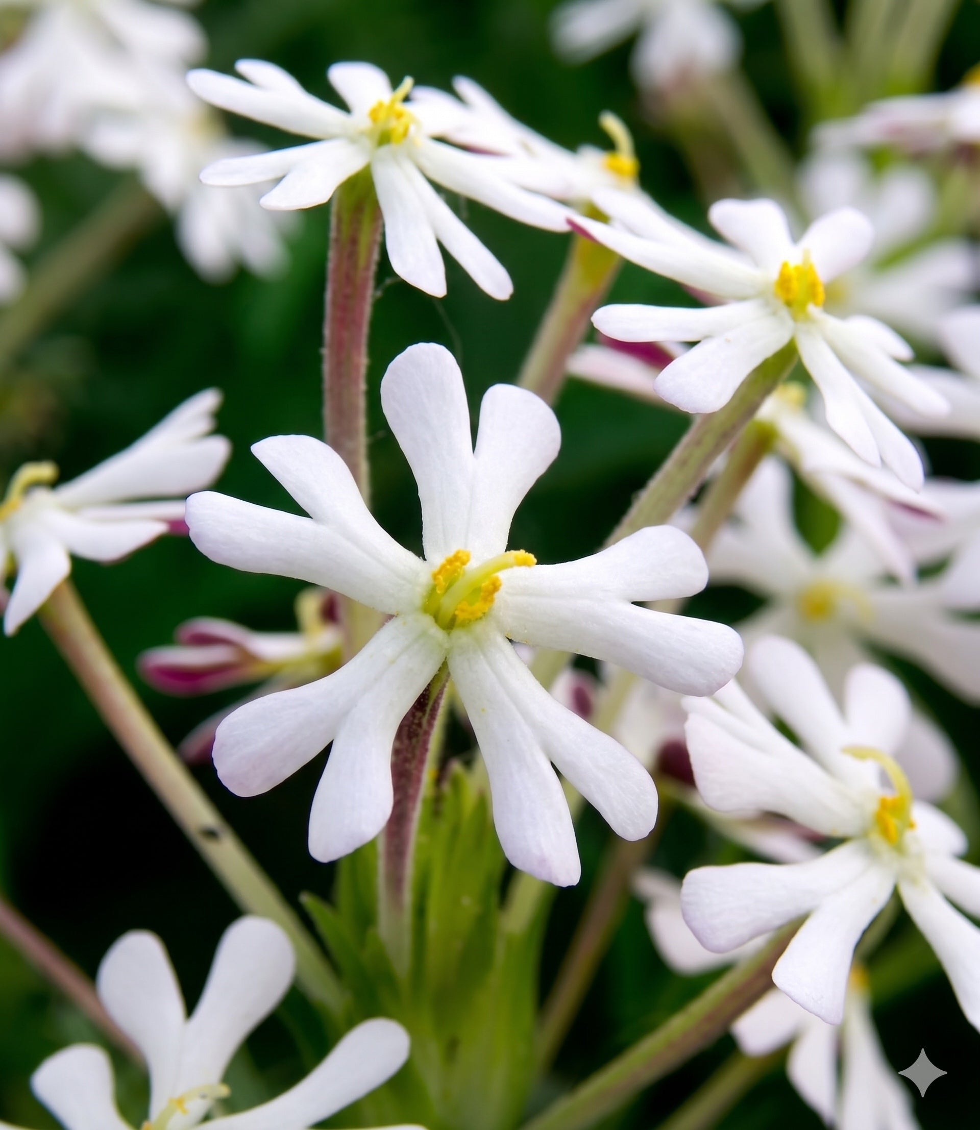 リゾートフラワー Zaluzianskya capensis – Annie's Annuals & Perennials