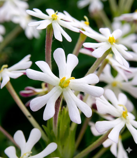 Zaluzianskya capensis | Night Phlox Flower | Annie's Annuals