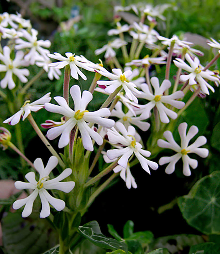 Zaluzianskya capensis | Night Phlox Flower | Annie's Annuals