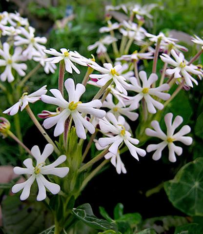 Zaluzianskya capensis Annie's Annuals Annie's Annuals and Perennials