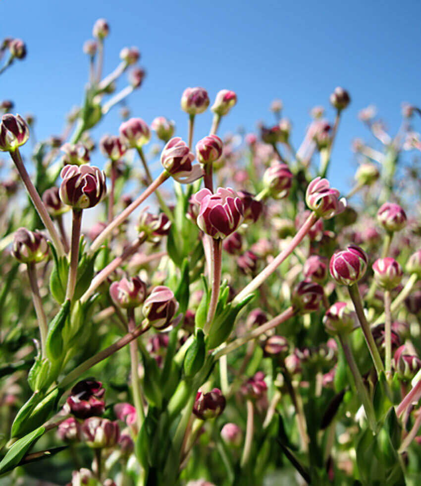 Zaluzianskya capensis Annie's Annuals Annie's Annuals and Perennials