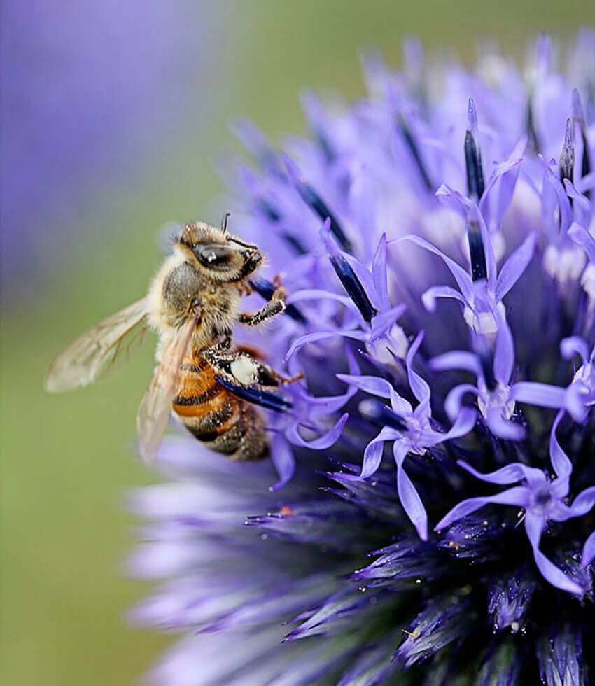 Echinops Ritro Ruthenicus Annie's Annuals Annie's Annuals and Perennials