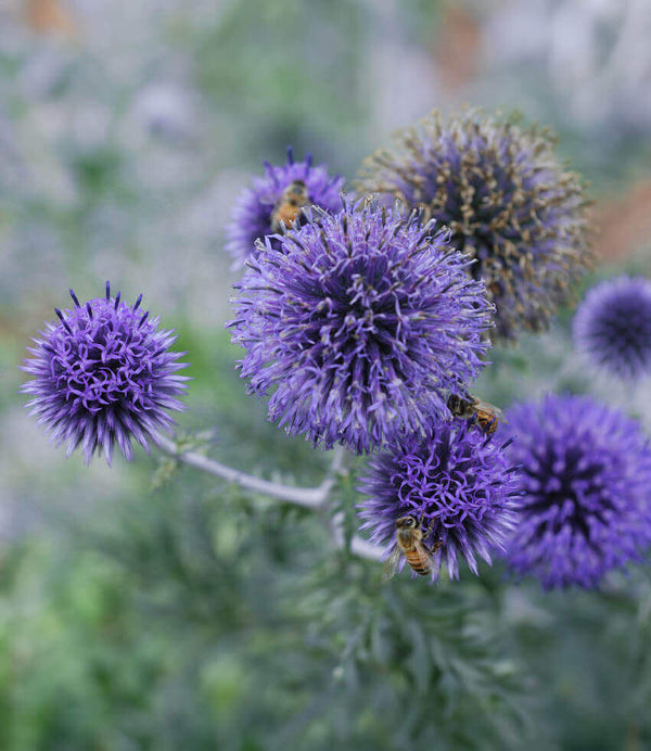 Echinops ritro ruthenicus | Blue Globe Thistle | Annie's Annuals ...