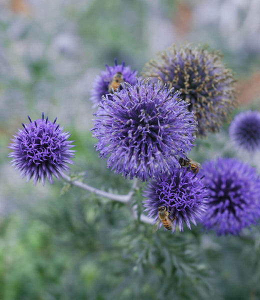 echinops plants Echinops ritro ruthenicus | Blue Globe Thistle