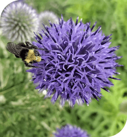 Echinops Ritro Ruthenicus Annie's Annuals Annie's Annuals and Perennials