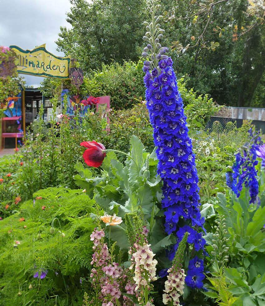 Delphinium Elatum - Cobalt Dreams Annie's Annuals Annie's Annuals and Perennials