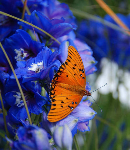 Delphinium Elatum - Cobalt Dreams Annie's Annuals Annie's Annuals and Perennials